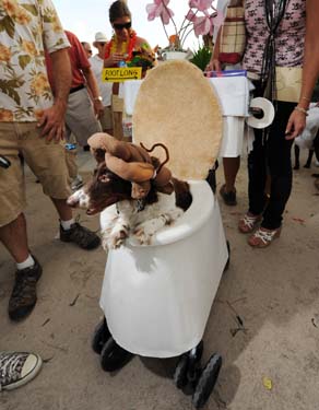 Pet Masquerade and Parade 2009 photo - Duval Street, Key West